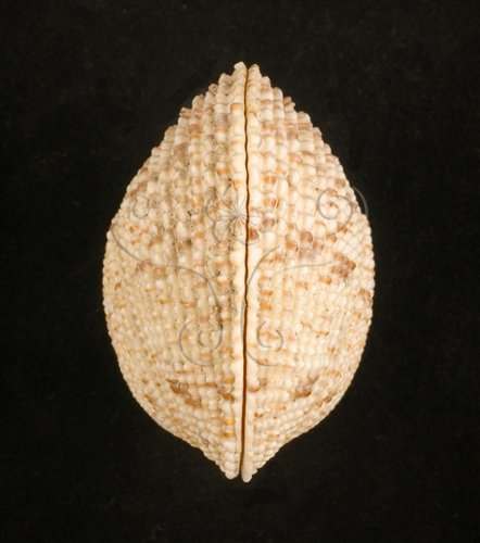 中文名:網目簾蛤(山水簾蛤)(002629-00057)學名:Periglypta reticulata _ (Linnaeus, 1758)(002629-00057)