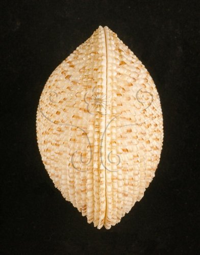中文名:網目簾蛤(山水簾蛤)(002655-00048)學名:Periglypta reticulata _ (Linnaeus, 1758)(002655-00048)