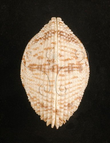 中文名:網目簾蛤(山水簾蛤)(003374-00035)學名:Periglypta reticulata _ (Linnaeus, 1758)(003374-00035)