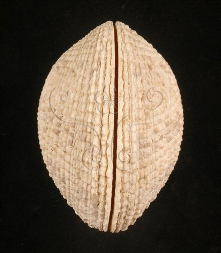 中文名:網目簾蛤(山水簾蛤)(003928-00020)學名:Periglypta reticulata _ (Linnaeus, 1758)(003928-00020)