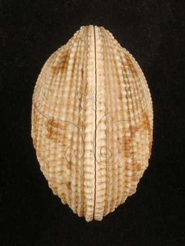 中文名:網目簾蛤(山水簾蛤)(005250-00009)學名:Periglypta reticulata _ (Linnaeus, 1758)(005250-00009)