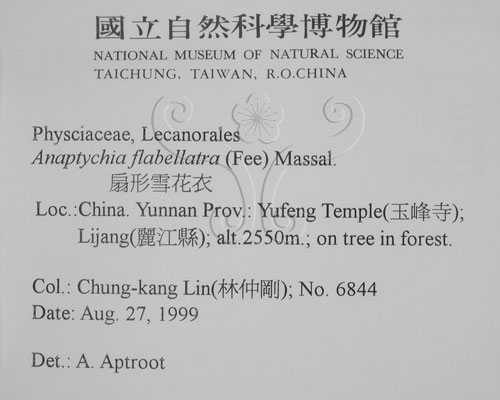 中文名:扇形雪花衣(L00002379)學名:Anaptychia flabellatra (Fee) Massal.(L00002379)