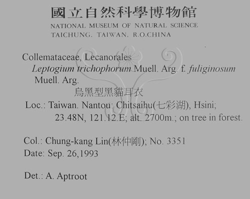 中文名:烏黑型黑貓耳衣(L00000762)學名:Leptogium trichophorum Muell. Arg. fuliginosum Muell. Arg.(L00000762)