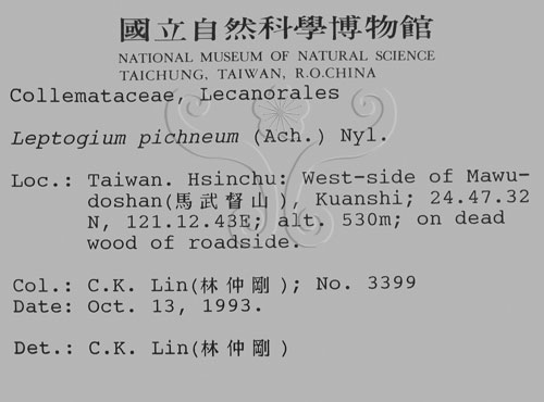 中文名:貓耳衣屬(L00000767)學名:Leptogium pichneum (Ach.) Nyl.(L00000767)
