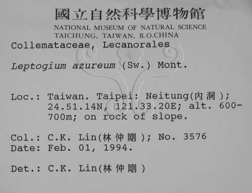 中文名:貓耳衣屬(L00000834)學名:Leptogium azureum (Sw.) Mont.(L00000834)