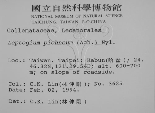 中文名:貓耳衣屬(L00000842)學名:Leptogium pichneum (Ach.) Nyl.(L00000842)