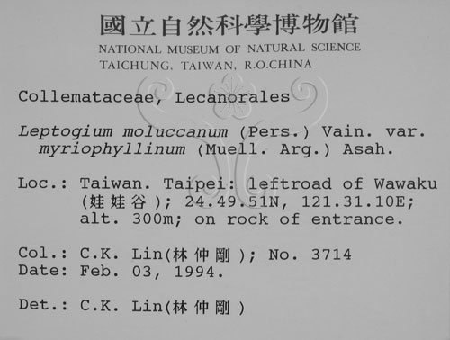 中文名:貓耳衣屬(L00000845)學名:Leptogium moluceanum (Pers.) Vain. var. myriophyllinum (Muell. Arg.) Asah.(L00000845)