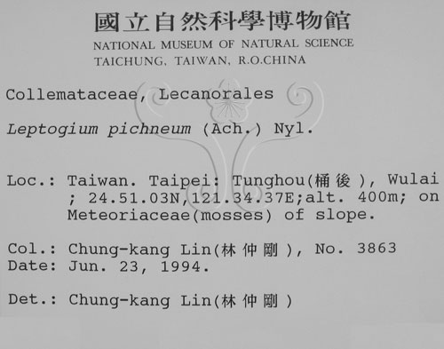 中文名:貓耳衣屬(L00000932)學名:Leptogium pichneum (Ach.) Nyl.(L00000932)