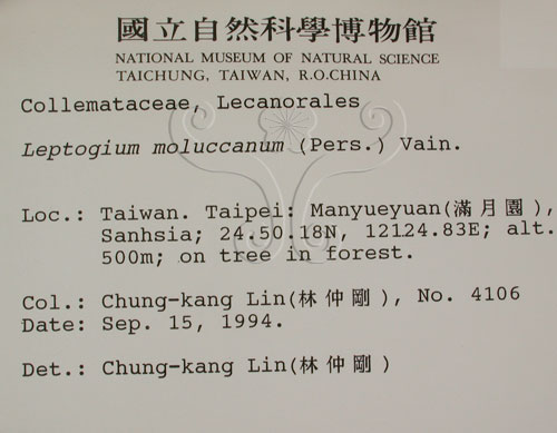 中文名:貓耳衣屬(L00001026)學名:Leptogium moluceanum (Pers.) Vain. var. myriophyllinum (Muell. Arg.) Asah.(L00001026)