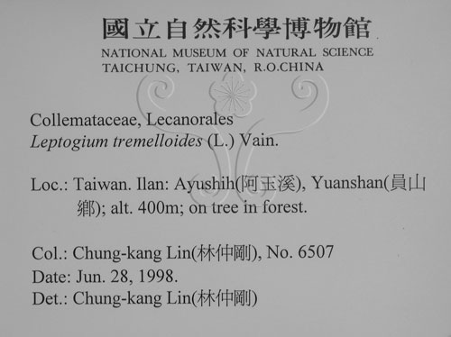 中文名:貓耳衣屬(L00002139)學名:Leptogium tremelloides (L.) Vain.(L00002139)