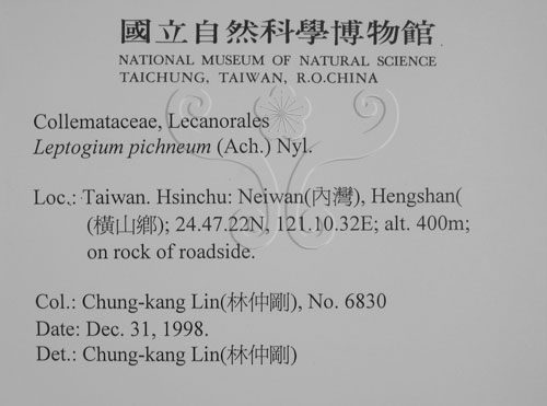中文名:貓耳衣屬(L00002363)學名:Leptogium pichneum (Ach.) Nyl.(L00002363)