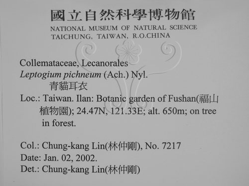 中文名:貓耳衣屬(L00002756)學名:Leptogium pichneum (Ach.) Nyl.(L00002756)