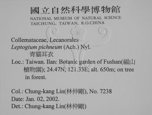 中文名:貓耳衣屬(L00002771)學名:Leptogium pichneum (Ach.) Nyl.(L00002771)