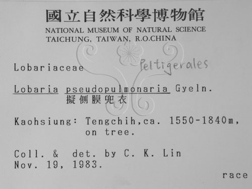 中文名:擬側膜兜衣(L00000007)學名:Lobaria pseudopulmonaria Gyeln.(L00000007)中文別名:兜衣屬