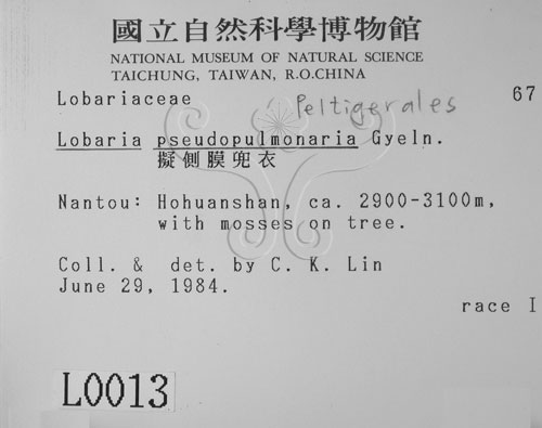 中文名:擬側膜兜衣(L00000013)學名:Lobaria pseudopulmonaria Gyeln.(L00000013)中文別名:兜衣屬