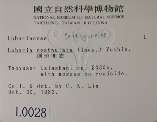 中文名:劍形兜衣(L00000028)學名:Lobaria spathulata (Inum.) Yoshim.(L00000028)中文別名:兜衣屬