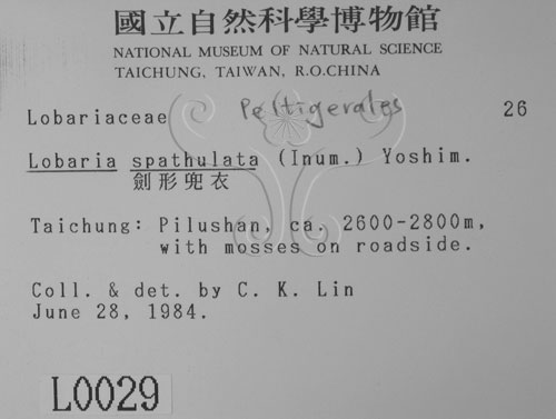 中文名:劍形兜衣(L00000029)學名:Lobaria spathulata (Inum.) Yoshim.(L00000029)中文別名:兜衣屬