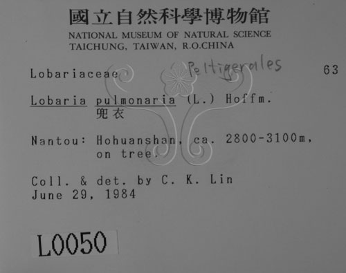 中文名:兜衣(L00000050)學名:Lobaria pulmonaria (L.) Hoffm.(L00000050)中文別名:兜衣屬