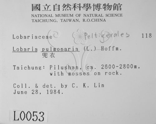 中文名:兜衣(L00000053)學名:Lobaria pulmonaria (L.) Hoffm.(L00000053)中文別名:兜衣屬
