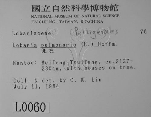 中文名:兜衣(L00000060)學名:Lobaria pulmonaria (L.) Hoffm.(L00000060)中文別名:兜衣屬
