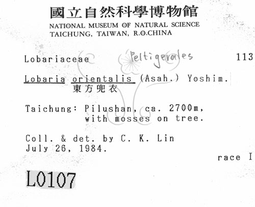 中文名:東方兜衣(L00000107)學名:Lobaria orientalis (Asah.) Yoshim.(L00000107)中文別名:兜衣屬