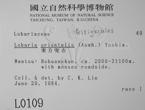 中文名:東方兜衣(L00000109)學名:Lobaria orientalis (Asah.) Yoshim.(L00000109)中文別名:兜衣屬