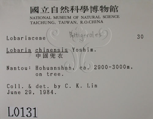 中文名:中國兜衣(L00000131)學名:Lobaria chinensis Yoshim.(L00000131)中文別名:兜衣屬