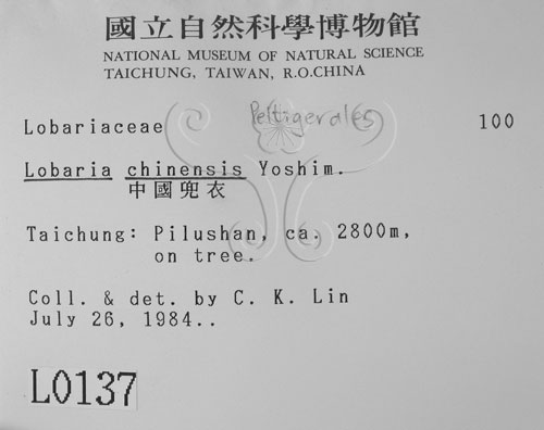 中文名:中國兜衣(L00000137)學名:Lobaria chinensis Yoshim.(L00000137)中文別名:兜衣屬