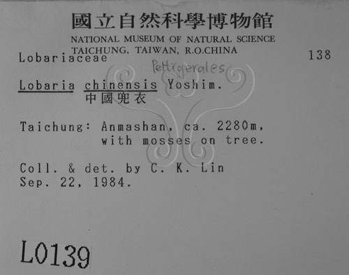 中文名:中國兜衣(L00000139)學名:Lobaria chinensis Yoshim.(L00000139)中文別名:兜衣屬