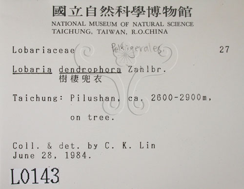 中文名:樹棲兜衣(L00000143)學名:Lobaria dendrophora Zahlbr.(L00000143)中文別名:兜衣屬