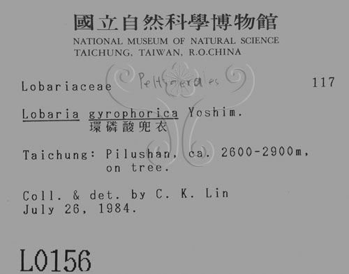 中文名:環磷酸兜衣(L00000156)學名:Lobaria gyrophorica Yoshim.(L00000156)中文別名:兜衣屬