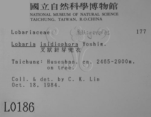 中文名:叉狀針芽兜衣(L00000186)學名:Lobaria isidiophora Yoshim.(L00000186)中文別名:兜衣屬