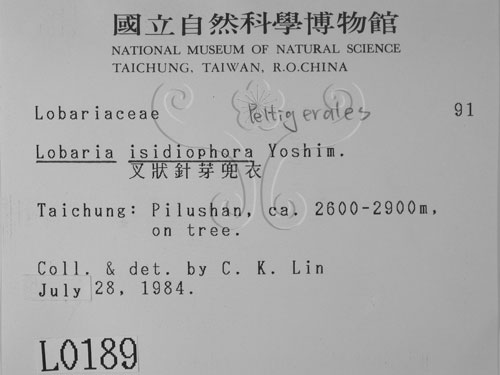 中文名:叉狀針芽兜衣(L00000189)學名:Lobaria isidiophora Yoshim.(L00000189)中文別名:兜衣屬