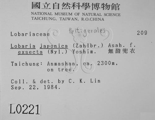 中文名:無酸兜衣(L00000221)學名:Lobaria japonica (Zahlbr.) Asah. f. exsecta (Nyl.) Yoshim.(L00000221)中文別名:兜衣屬
