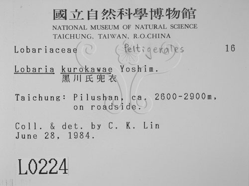 中文名:黑川氏兜衣(L00000224)學名:Lobaria kurokawae Yoshim.(L00000224)中文別名:兜衣屬