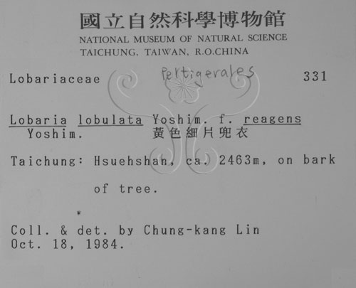 中文名:黃色細片兜衣(L00000304)學名:Lobaria lobulata Yoshim. f. reagens Yoshim.(L00000304)中文別名:兜衣屬