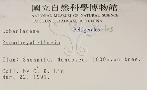 中文名:假杯點衣屬(L00000433)學名:Pseudocyphellaria(L00000433)