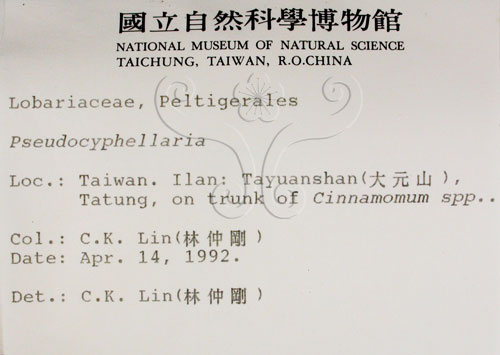 中文名:假杯點衣屬(L00000512)學名:Pseudocyphellaria(L00000512)
