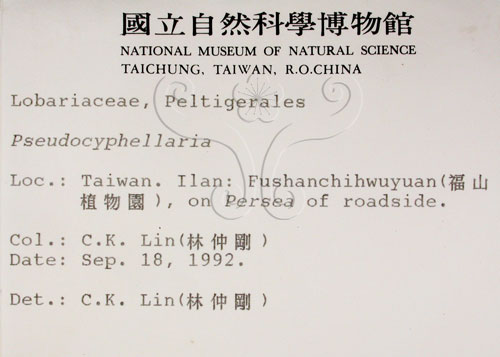 中文名:假杯點衣屬(L00000581)學名:Pseudocyphellaria(L00000581)