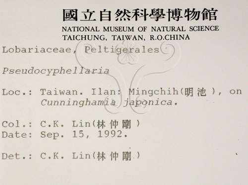 中文名:假杯點衣屬(L00000583)學名:Pseudocyphellaria(L00000583)