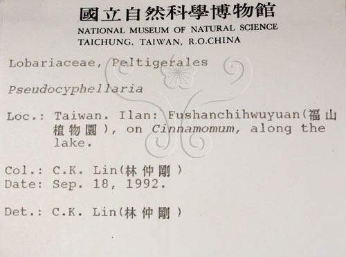 中文名:假杯點衣屬(L00000601)學名:Pseudocyphellaria(L00000601)