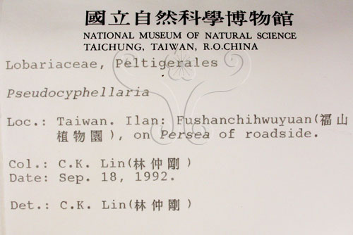 中文名:假杯點衣屬(L00000606)學名:Pseudocyphellaria(L00000606)