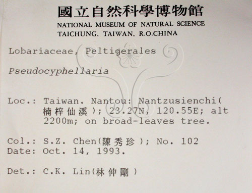 中文名:假杯點衣屬(L00000772)學名:Pseudocyphellaria(L00000772)