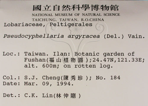 中文名:銀白假杯點衣(L00000925)學名:Pseudocyphellaria argyracea (Del.) Vain.(L00000925)