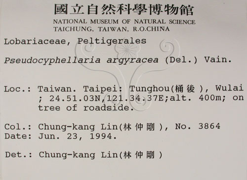 中文名:銀白假杯點衣(L00000933)學名:Pseudocyphellaria argyracea (Del.) Vain.(L00000933)