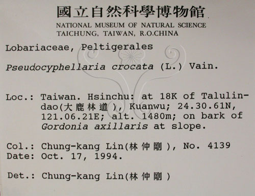 中文名:假杯點衣屬(L00001039)學名:Pseudocyphellaria crocata (L.) Vain.(L00001039)