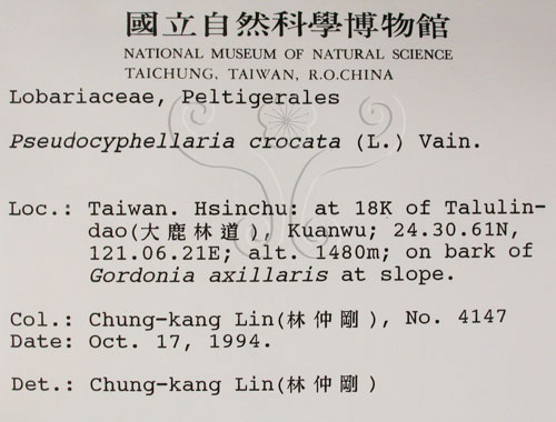 中文名:假杯點衣屬(L00001046)學名:Pseudocyphellaria crocata (L.) Vain.(L00001046)