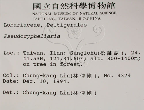 中文名:假杯點衣屬(L00001160)學名:Pseudocyphellaria(L00001160)