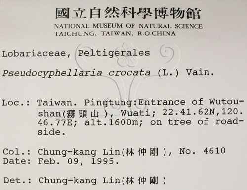 中文名:假杯點衣屬(L00001189)學名:Pseudocyphellaria crocata (L.) Vain.(L00001189)