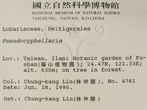 中文名:假杯點衣屬(L00001307)學名:Pseudocyphellaria(L00001307)
